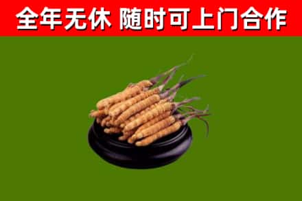 诸暨烟酒回收冬虫夏草.jpg