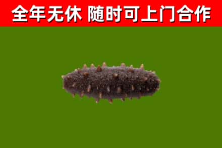 诸暨回收海参干
